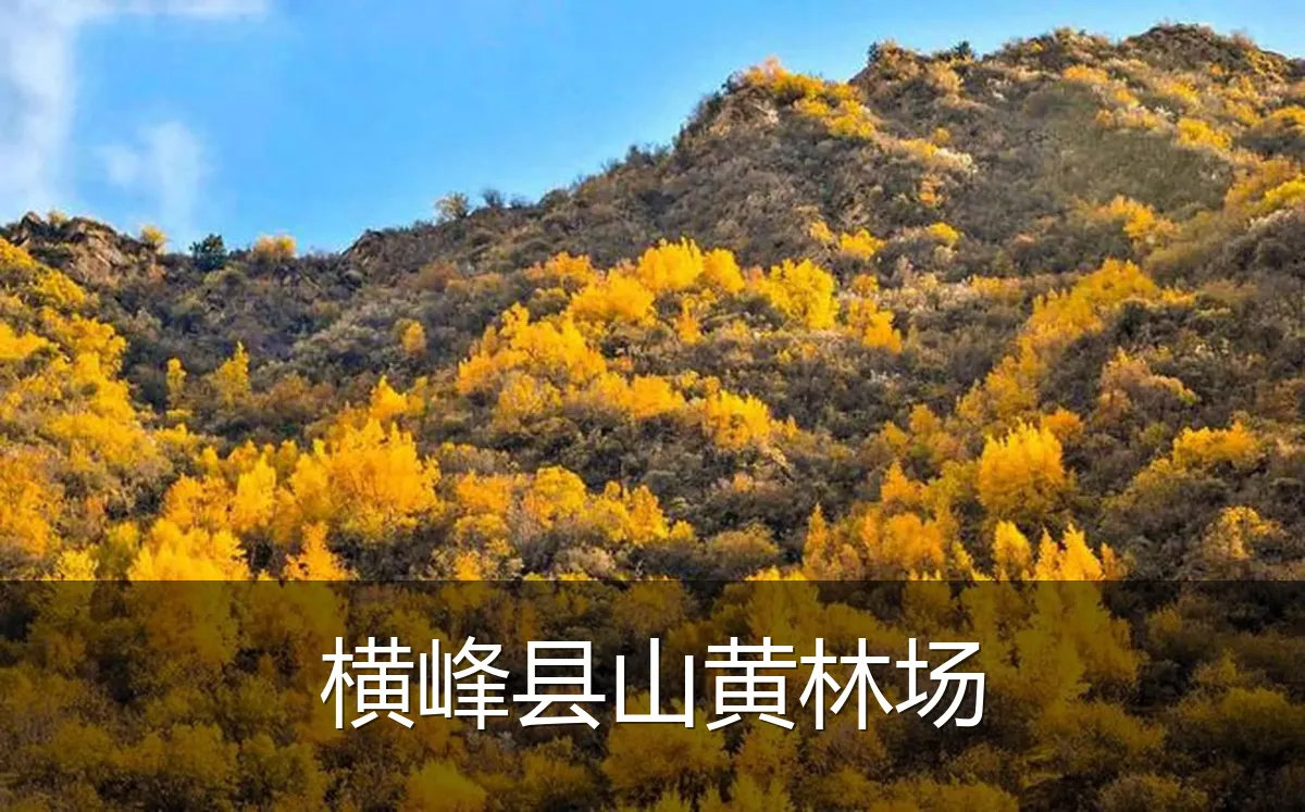 横峰县山黄林场